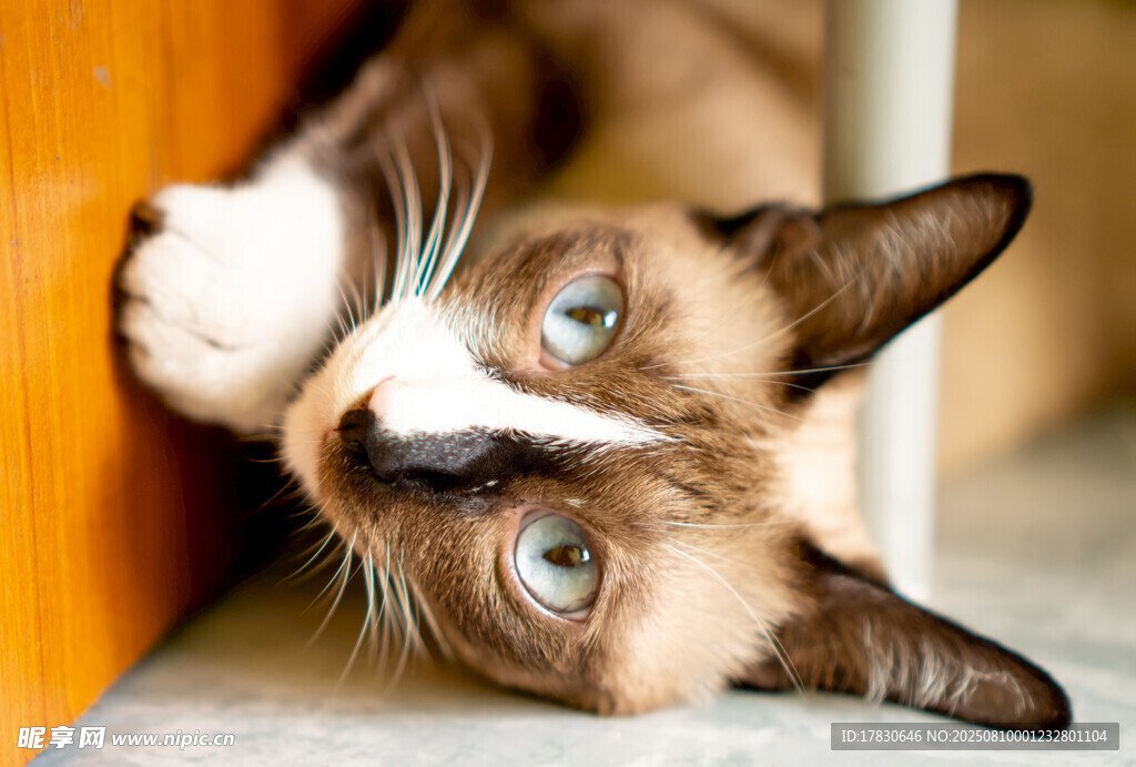 猫咪