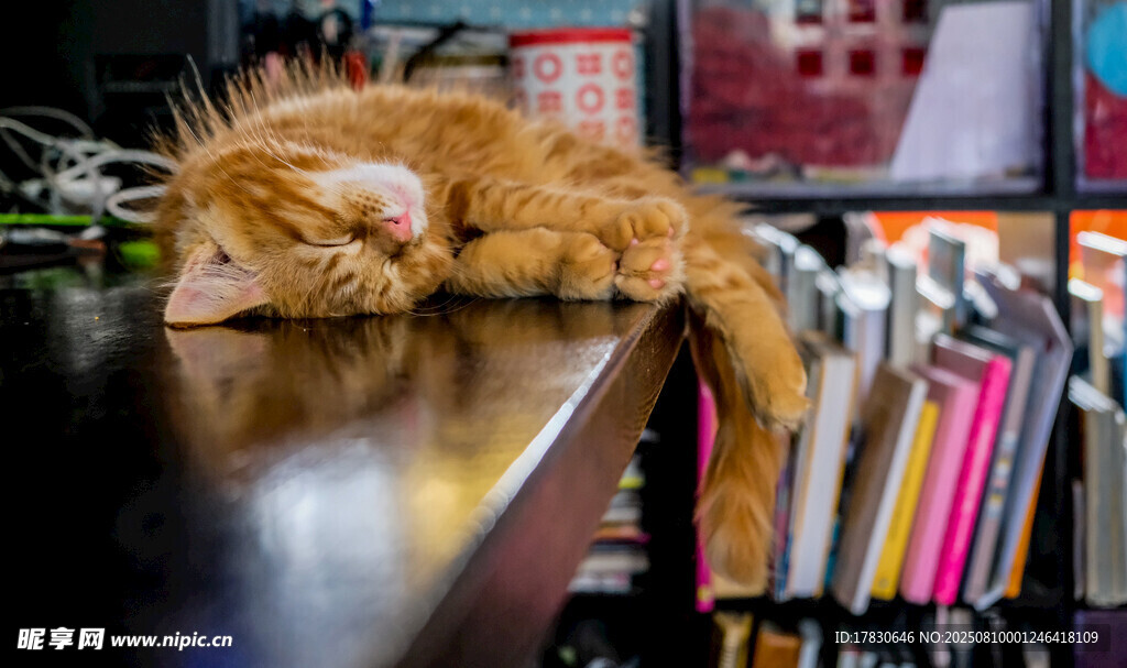 猫咪
