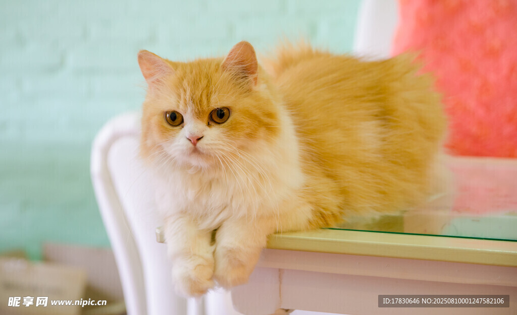 猫咪