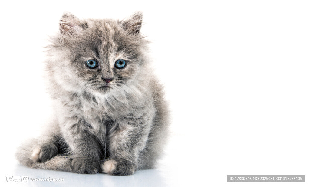 猫咪