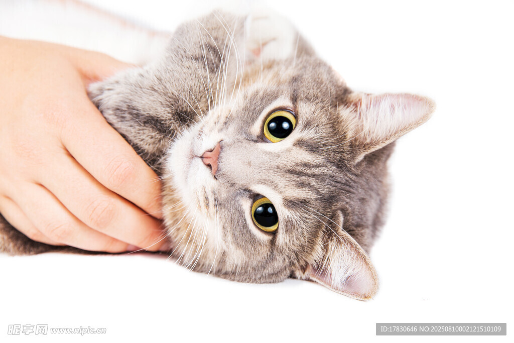 猫咪