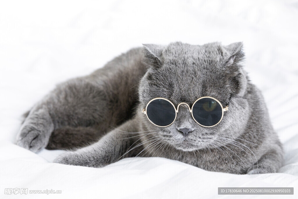 猫咪