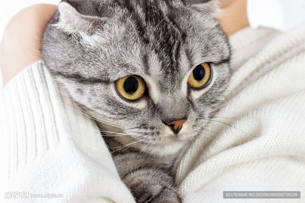 猫咪