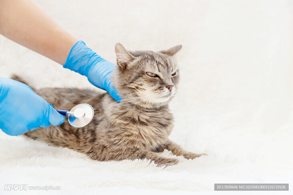 猫咪