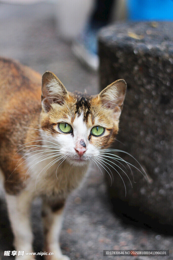 猫咪