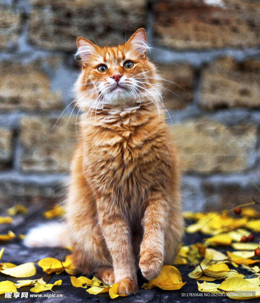 猫咪