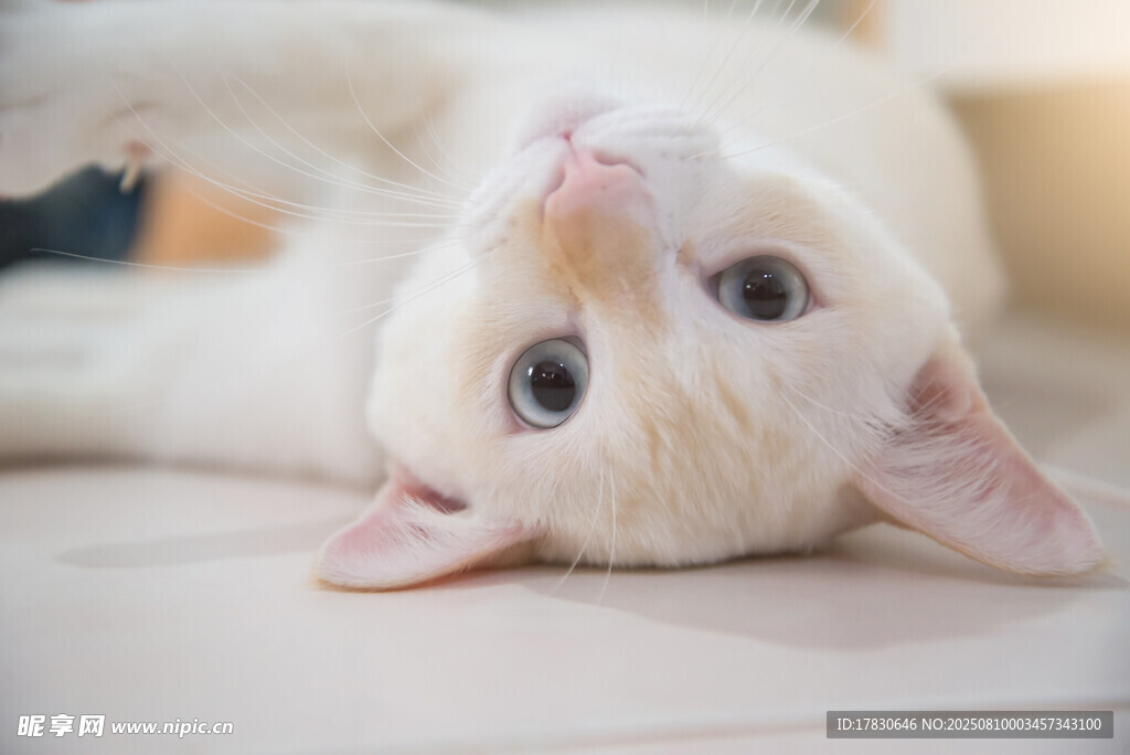 猫咪