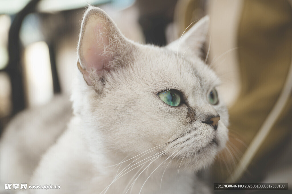 猫咪