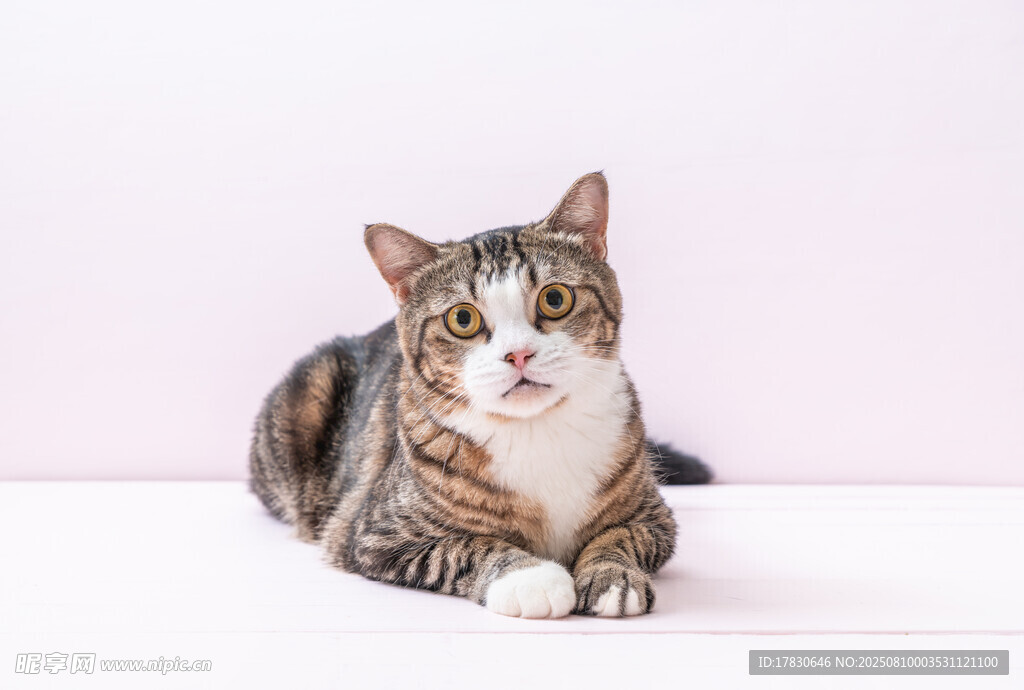 猫咪