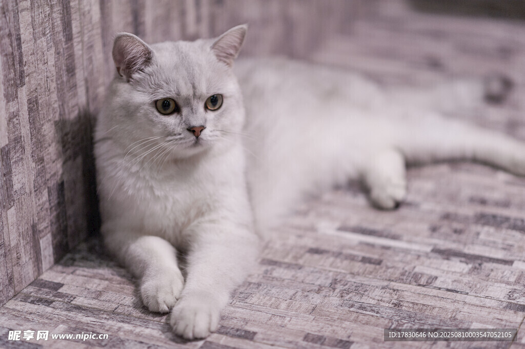 猫咪