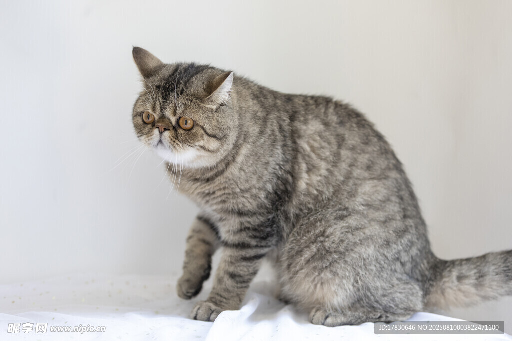 猫咪