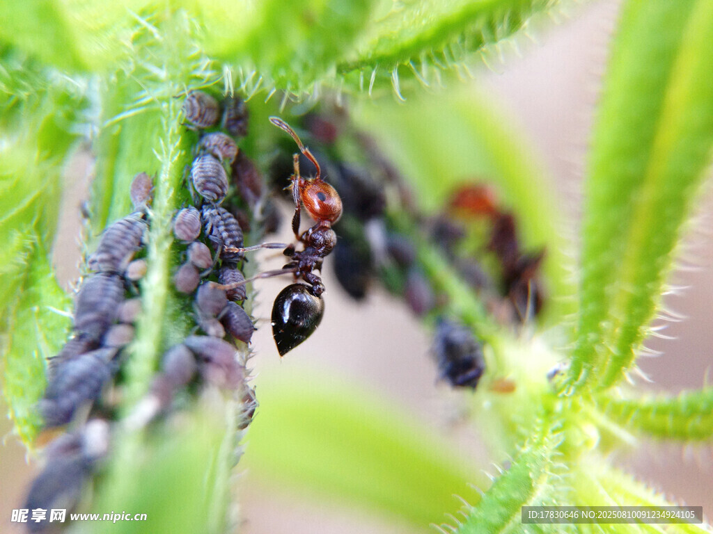 蜘蛛捕食昆虫于绿植间