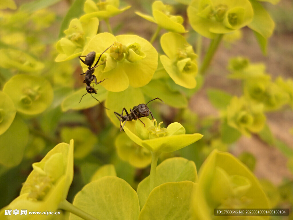 黄花上的蚂蚁