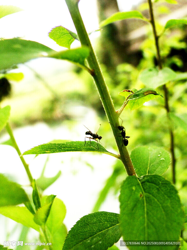 绿叶上的小昆虫