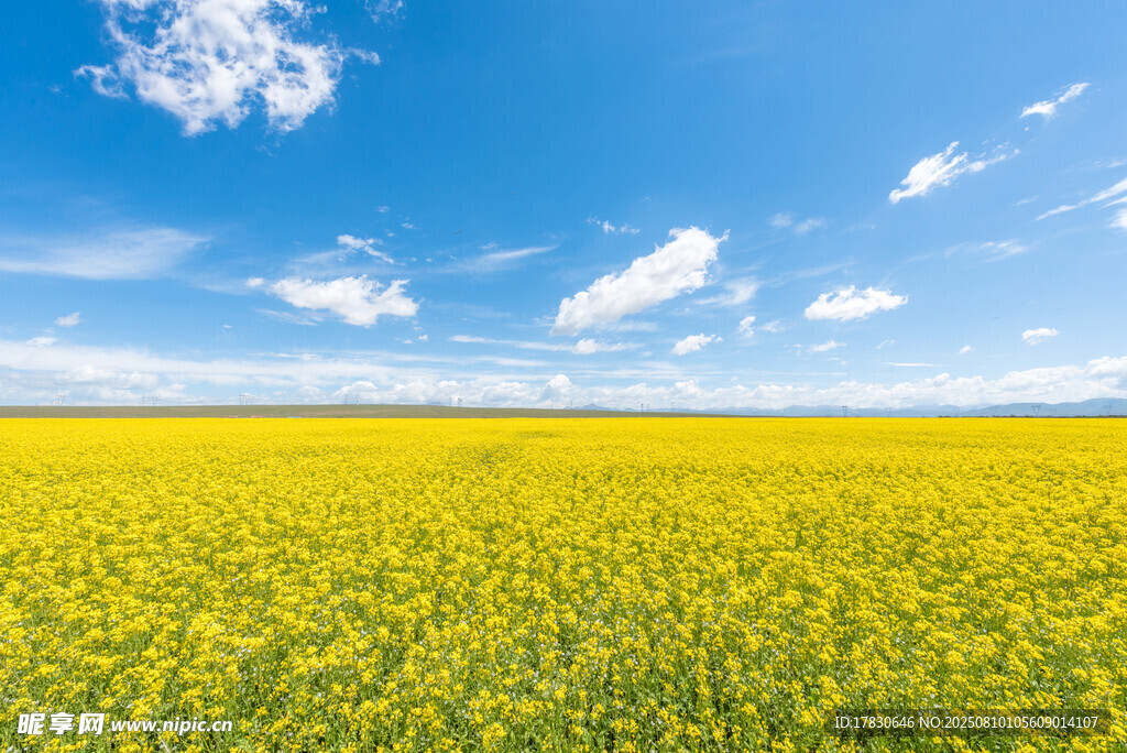 夏季青海草原风光