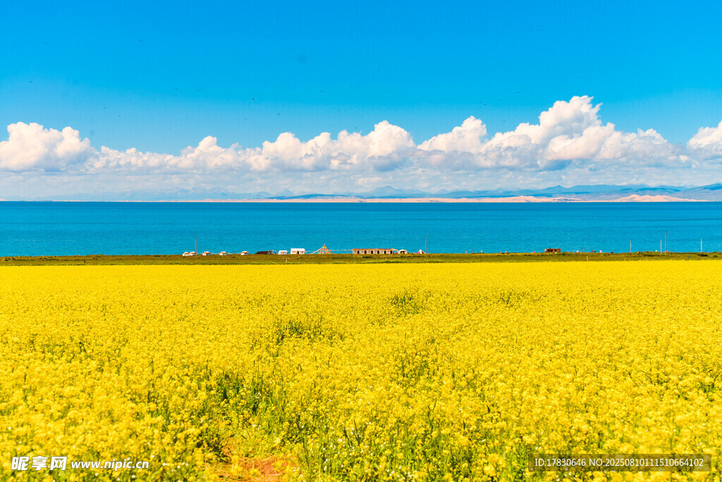 盛开的青海湖油菜花