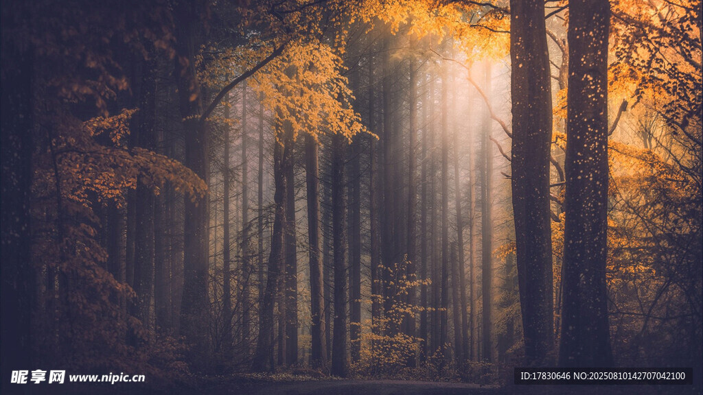 秋日林间阳光洒落美景