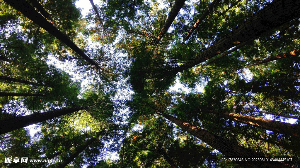 仰视森林树冠美景