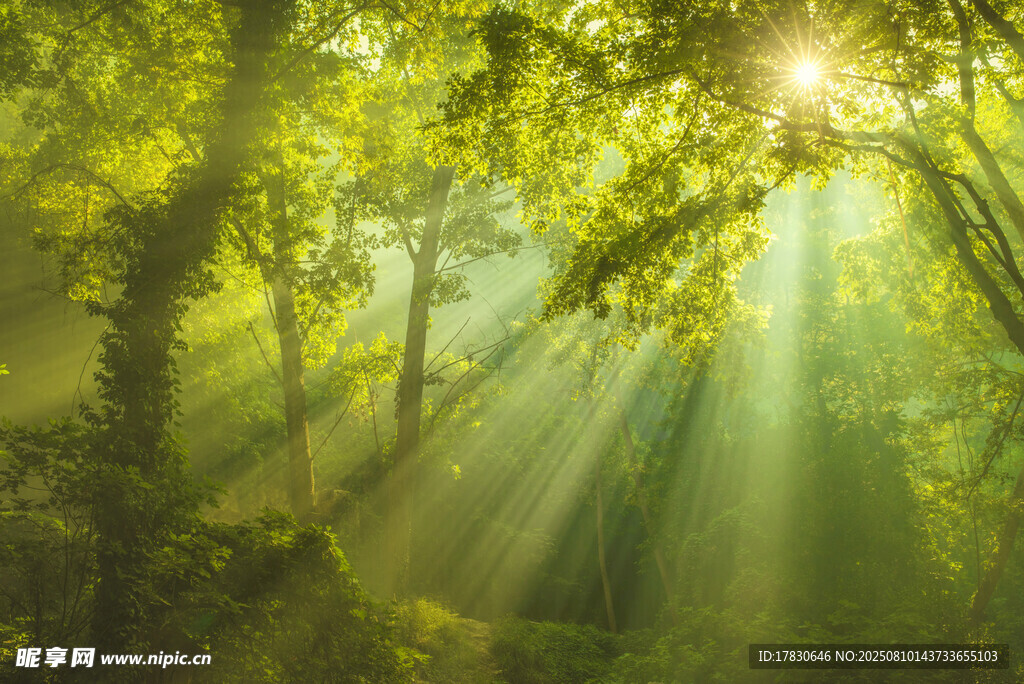 阳光穿透树林的梦幻美景