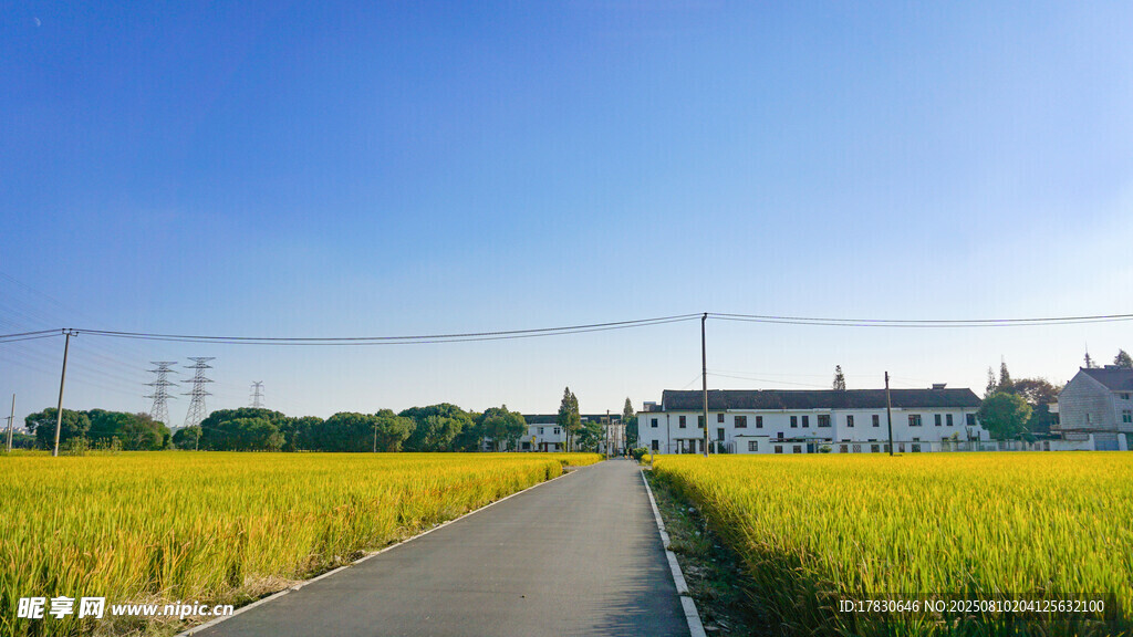 金黄稻田中的乡间小路