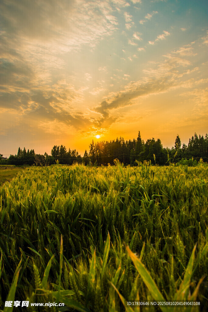 夕阳下的金黄麦田美景