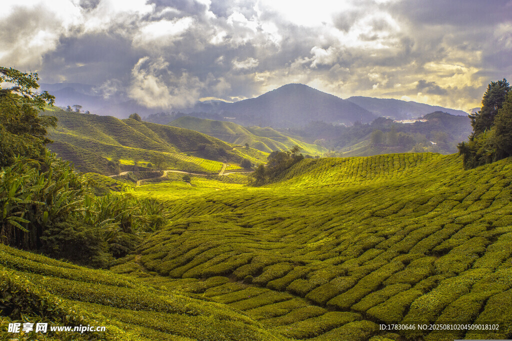 翠绿茶山与远山壮丽景观