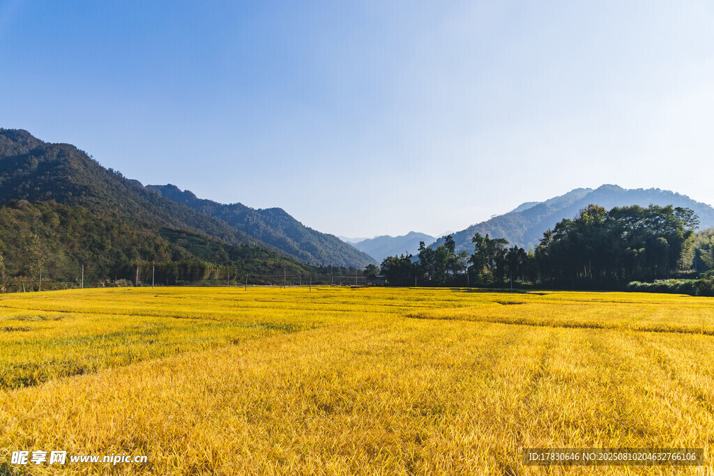 金色田野与远山美景