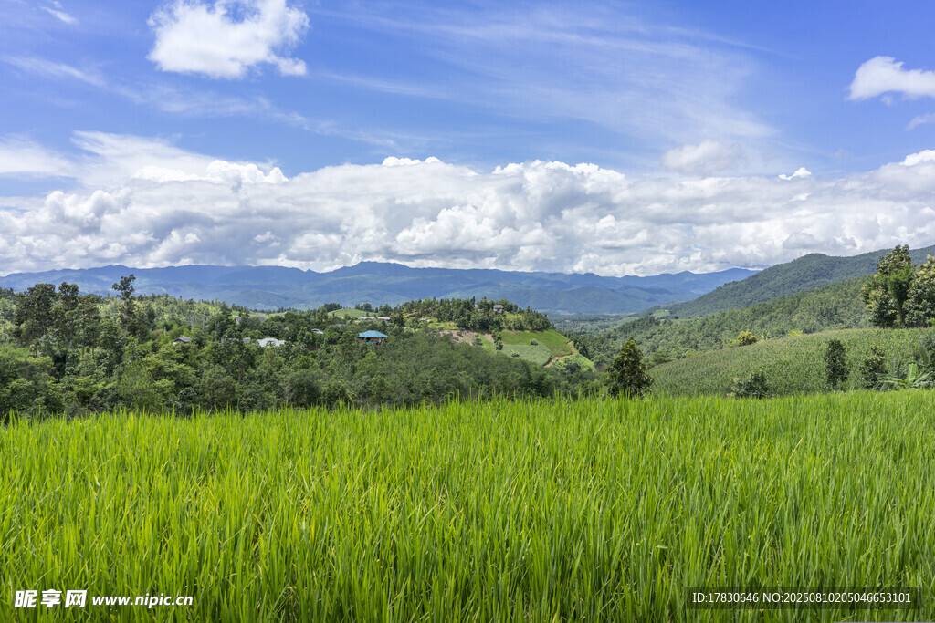 翠绿稻田与远山蓝天美景