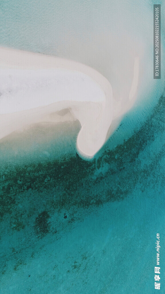 海中白鲸