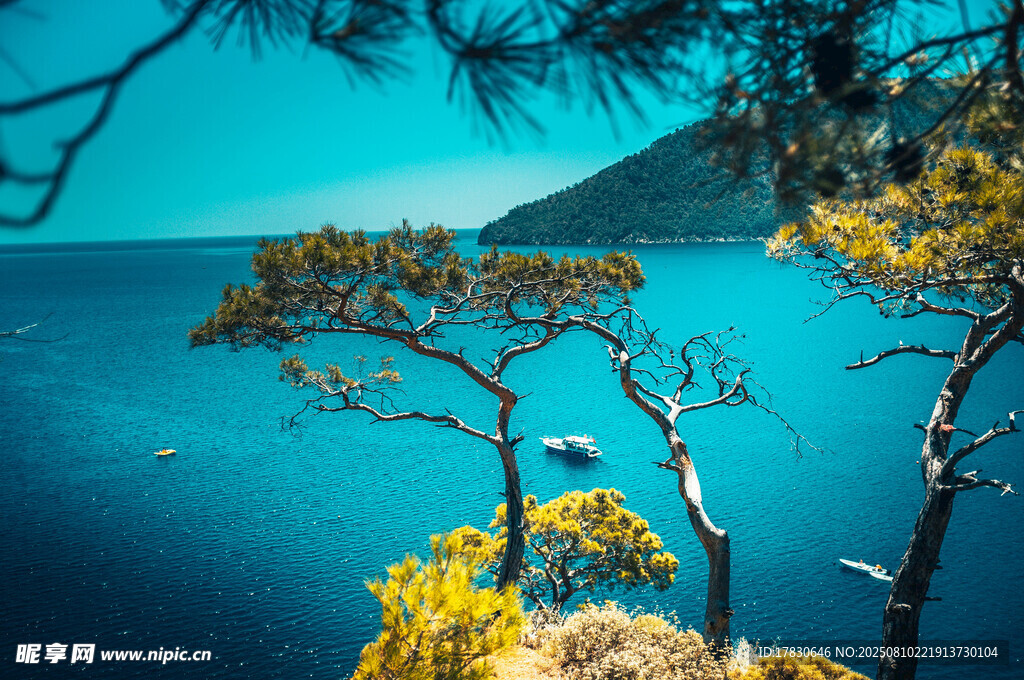 海边苍松与湛蓝大海美景