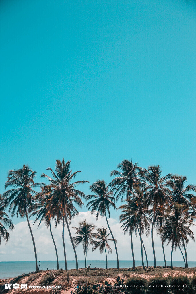 蓝天椰林美景