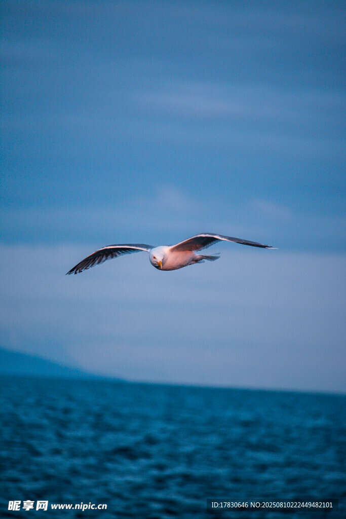 海空翱翔的飞鸟