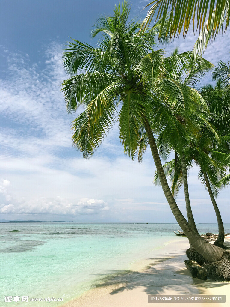 热带海滩椰树风光