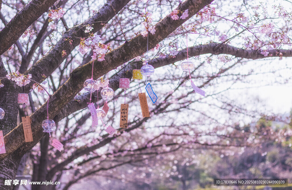 风铃樱花