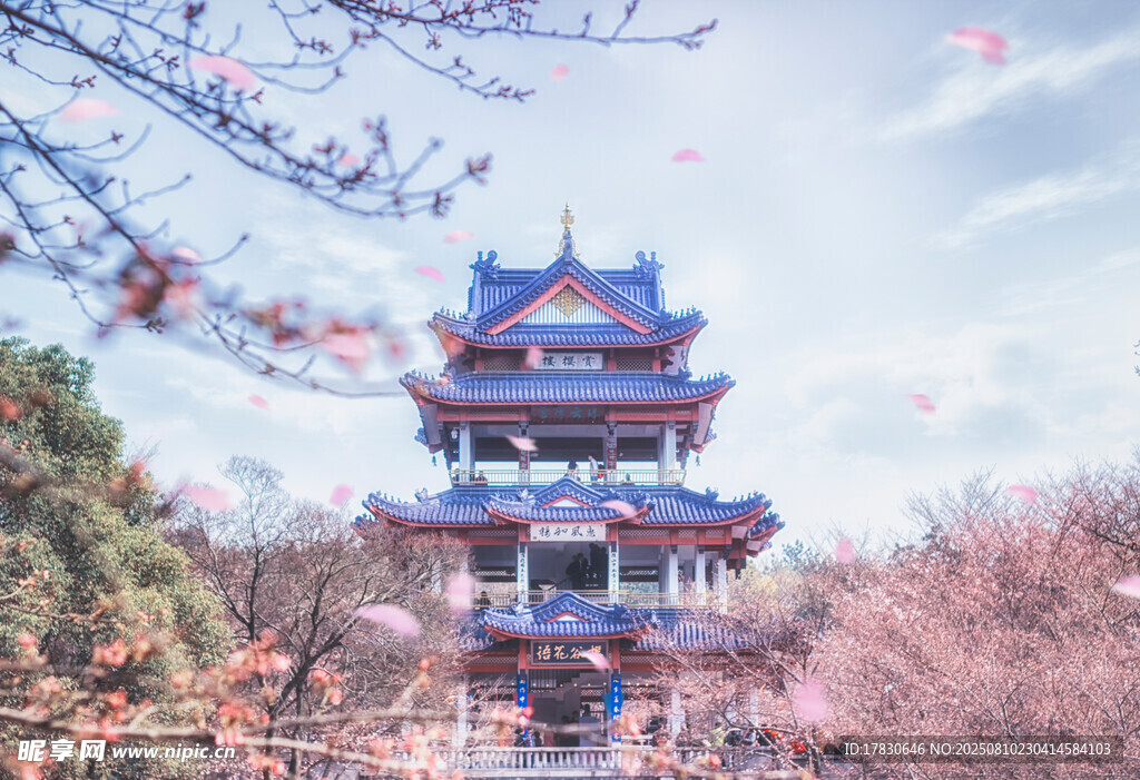 赏樱阁赏樱