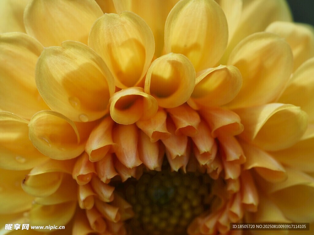 黄色大丽花特写