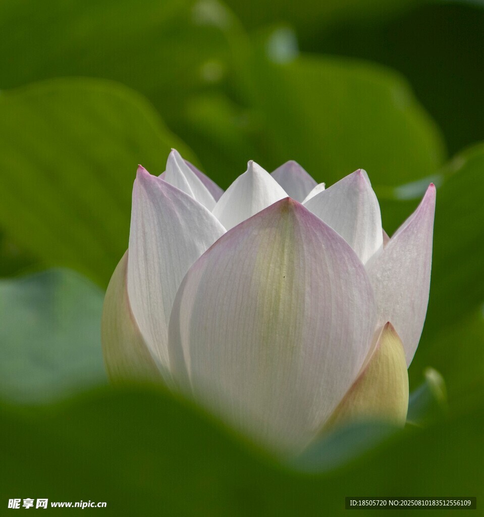 盛开的白莲花
