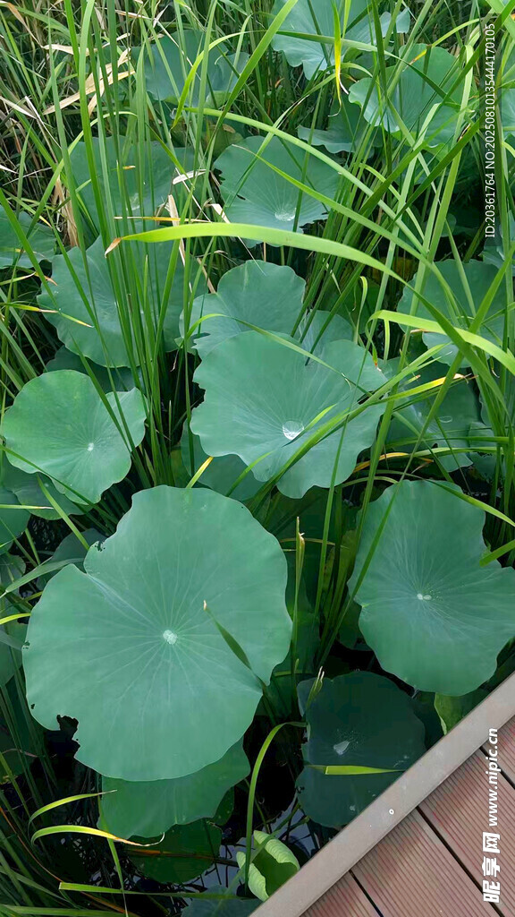 池塘边的荷叶与水草
