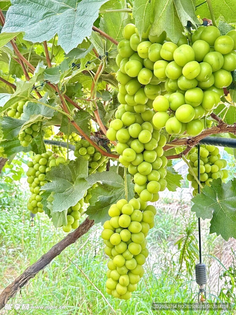 藤上青葡萄