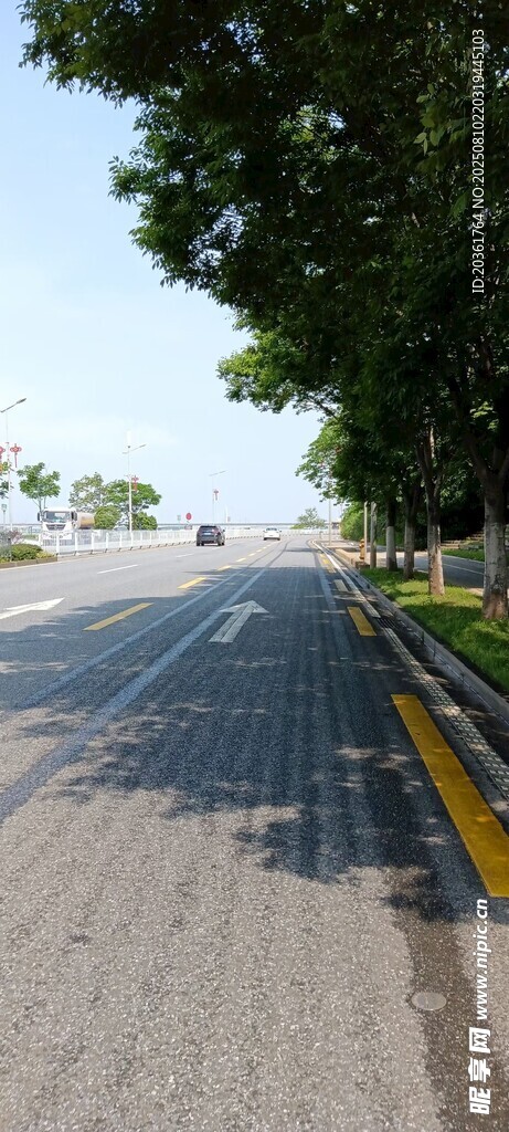 空旷道路旁的绿树景观