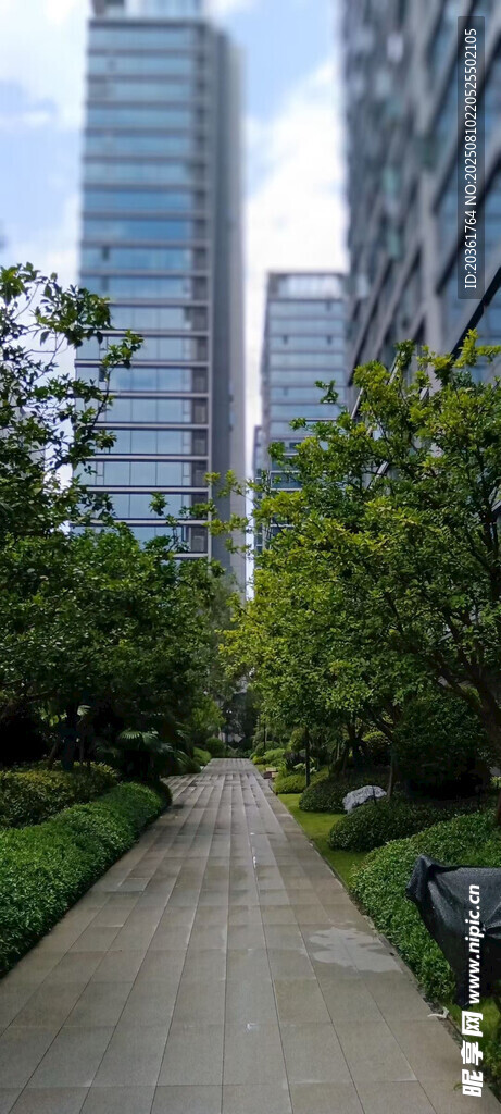 城市林荫小道与高楼景观
