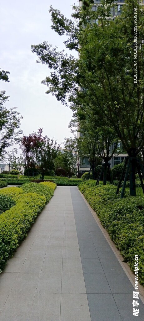 城市中的静谧林荫小道