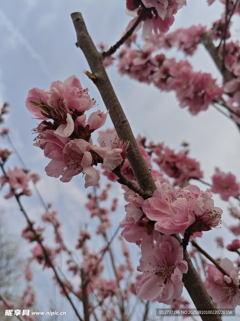 枝头