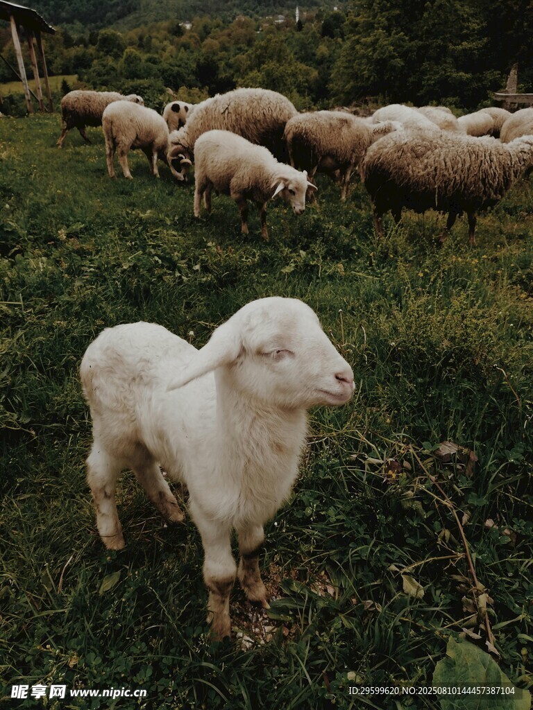草地上的可爱小羊羔