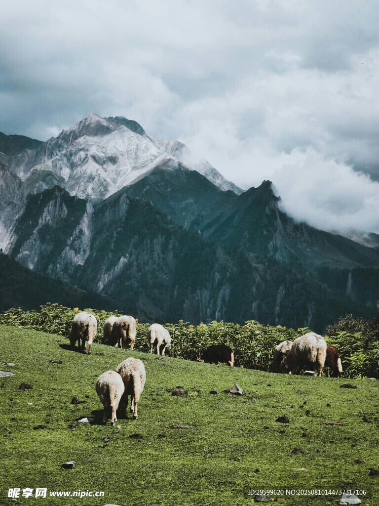 草原牧场景色