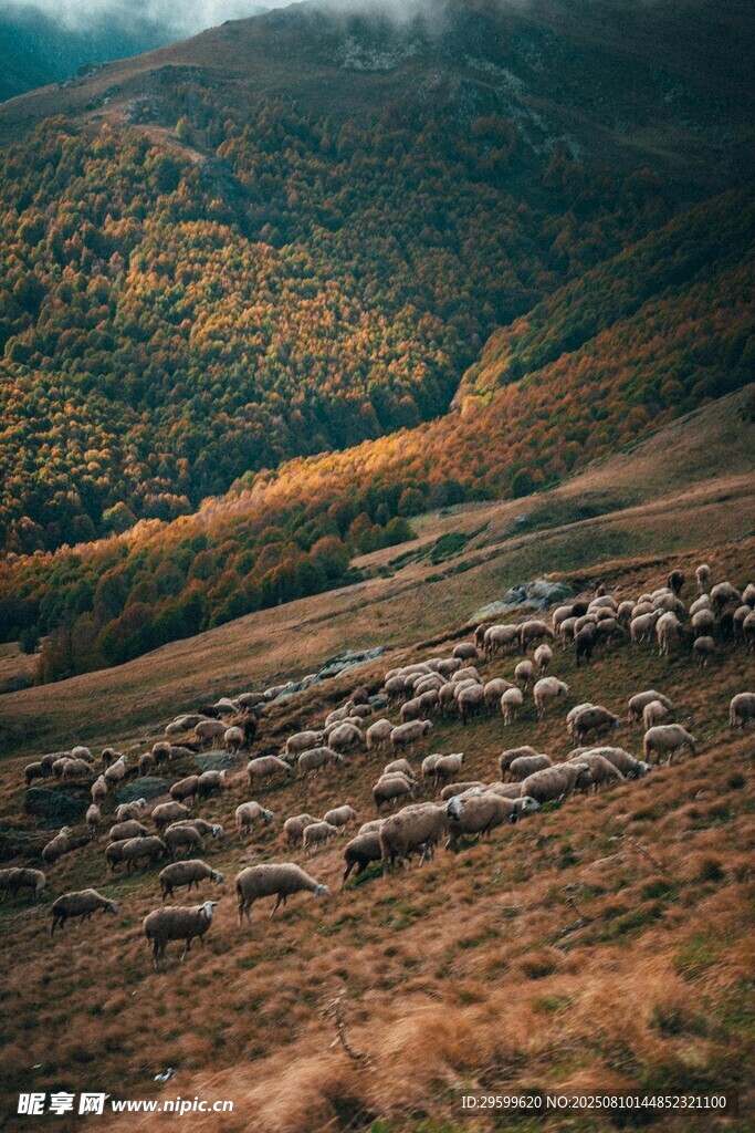 秋日山间羊群悠然图景