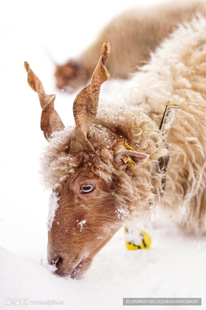 雪地中的小羊羔
