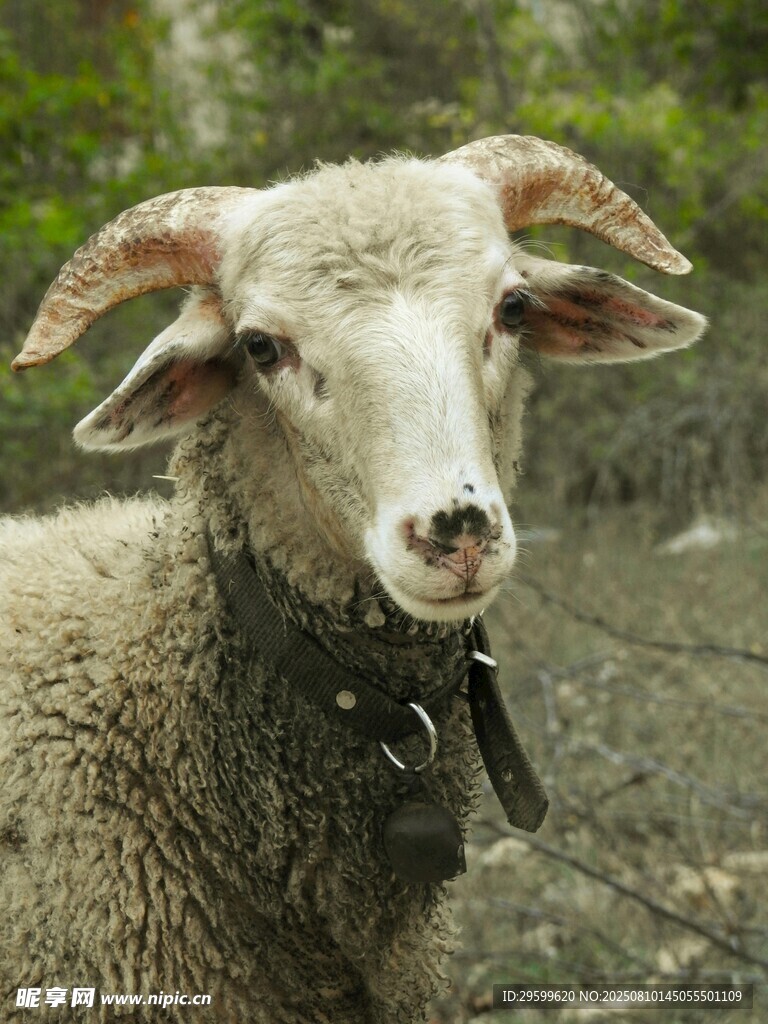 长角绵羊特写