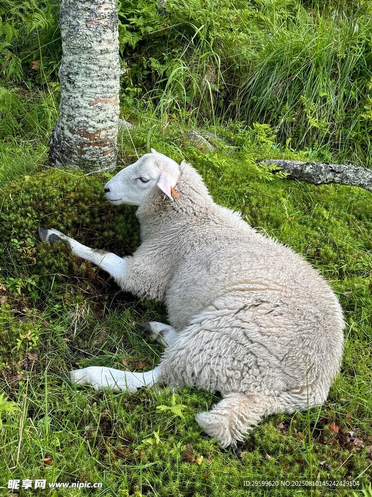 草地上休憩的羊