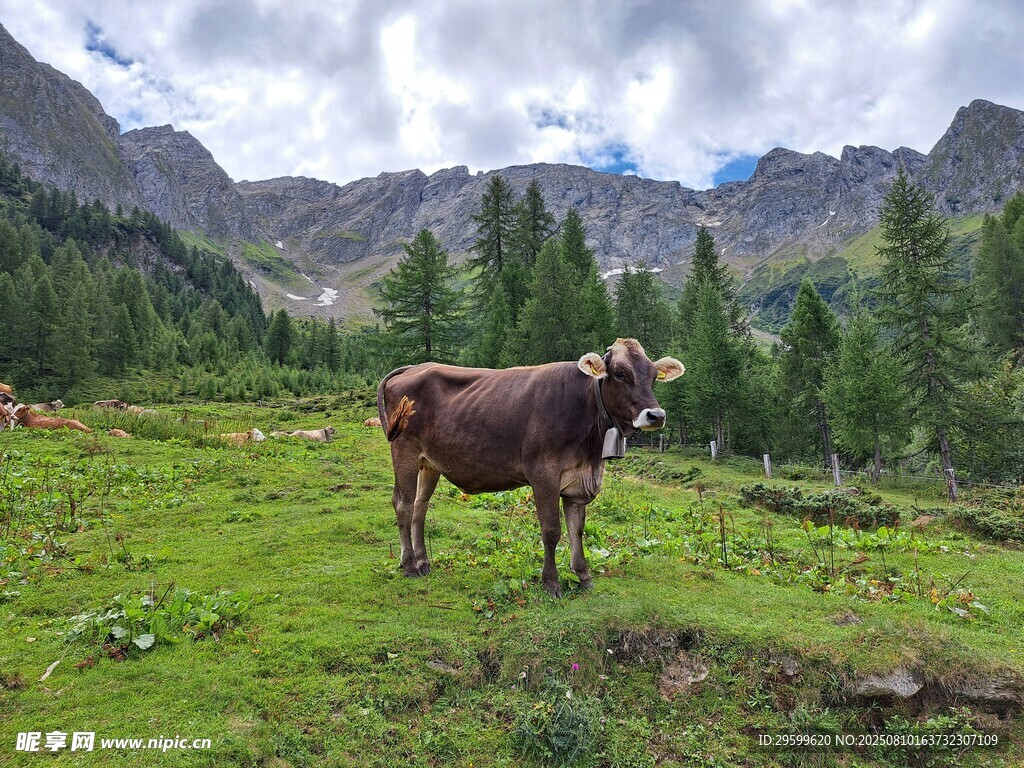 山间草地的悠然奶牛